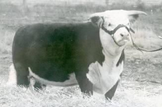 Champion Hereford Cow, owned by Steeple X Ranch