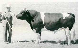 Grand Champion Holstein Bull, owned by Los Poblanos Ranch