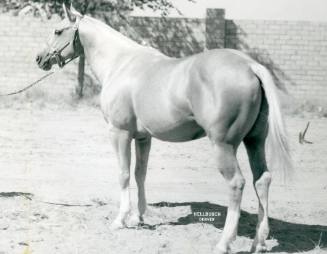 "Nugget McCue S", Grand Champion Quarter Horse Stallion