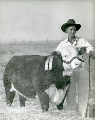 "Tom Thumb", Grand Champion Fat Calf, owned by Stanley Williams