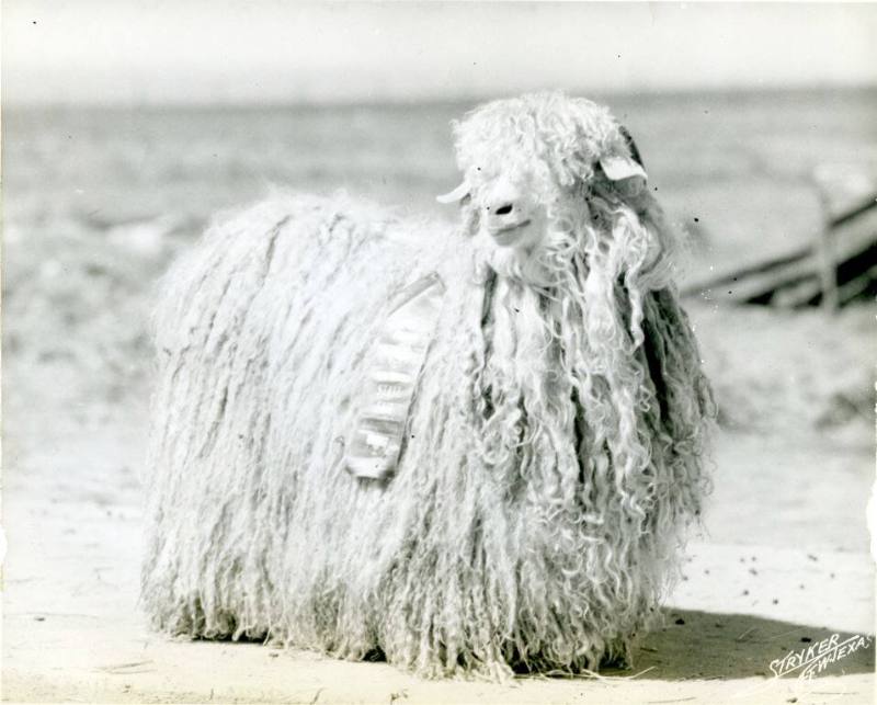 "Little Lady", Champion Yearling Angora Doe, owned by R. W. Reid