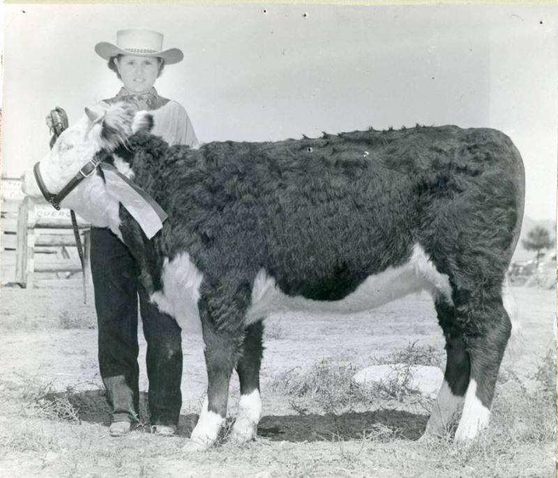 Prize winning Hereford Heifer with an unidentified handler