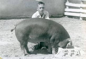 Champion Fat Barrow, owned by Jack Stone