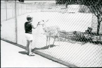 A child pets a white elk through a chain link fence at the Albuquerque Zoo