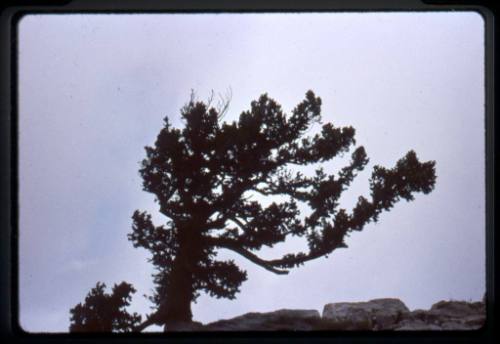 A tree on the crest of the Sandia Mountains