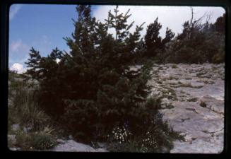 Trees and shrubs on the Sandia Mountains
