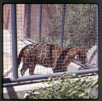 A jaguar stands in the corner of its habitat at the Albuquerque Zoo