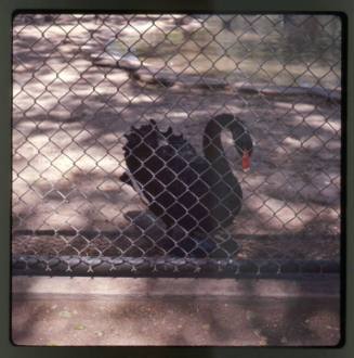 A black swan stands behind a chain link fence