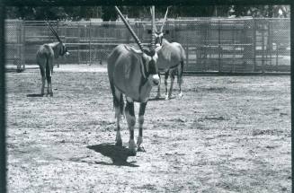 Three oryxes stand in a large enclosure at the Albuquerque Zoo