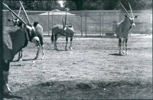 Four oryxes stand in an enclosure at the Albuquerque Zoo