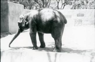 An elephant stands in its habitat at the Albuquerque Zoo