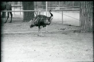 An emu stands in its habitat at the Albuquerque Zoo