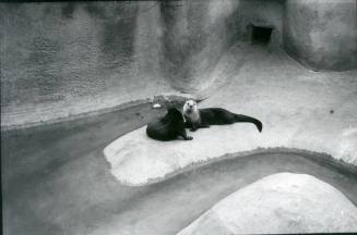 Two river otters rest on a rock in their habitat at the Albuquerque Zoo