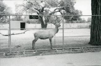 A male white elk stands behind a chain link fence at the Albuquerque Zoo
