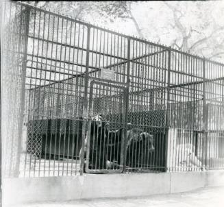 Two grizzly bears at the front gate of their enclosure at the Albuquerque Zoo