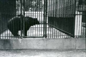 A grizzly bear stands beside the gate of its enclosure at the Albuquerque Zoo