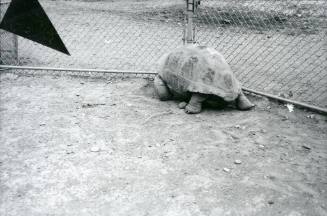 A tortoise walks toward the fence of its habitat at the Albuquerque Zoo