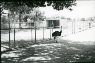 An emu walks through its habitat at the Albuquerque Zoo
