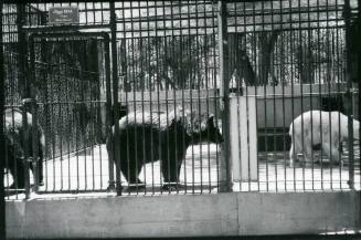 Two grizzly bears and a polar bear walk in their enclosures