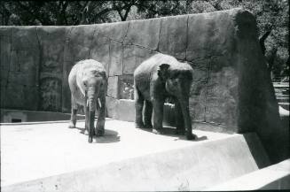 Two elephants walk in their habitat at the Albuquerque Zoo