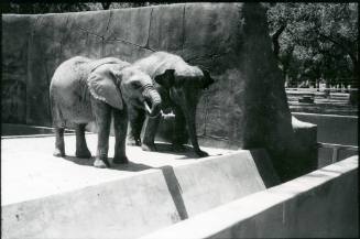Two elephants stand in their habitat at the Albuquerque Zoo