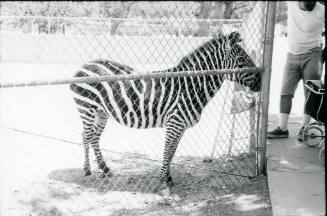 A zebra stands at a chain link fence and looks at zoo visitors