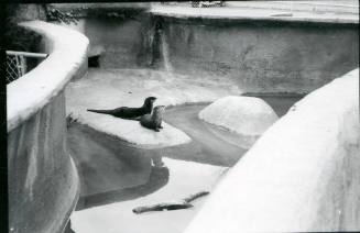 Two river otters lie in their habitat at the Albuquerque Zoo