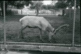 A male white elk stands in its habitat at the Albuquerque Zoo