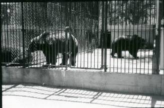 Grizzly bears in their enclosures at the Albuquerque Zoo