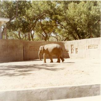 An elephant walks through its habitat at the Albuquerque Zoo