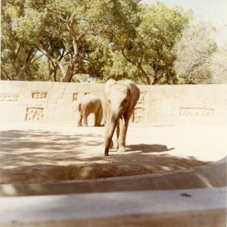Two elephants in their habitat at the Albuquerque Zoo