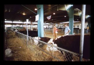 New Mexico State Fair Cattle Barn