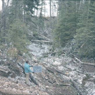 Logging in the Jemez Mountains