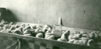 Young chickens at Nassif Chicken Ranch