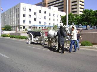 Two white horses are hitched to a white carriage "hearse"
