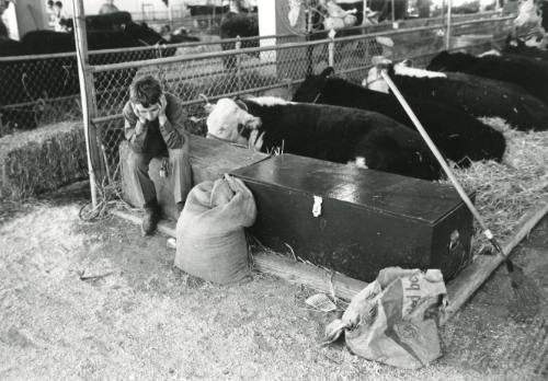 Boy in a cattle barn