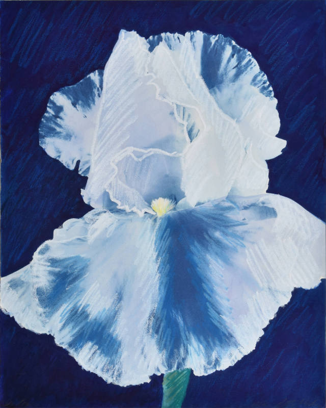 Iris Azul