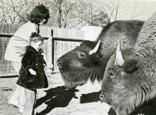 Feeding the Ussery Buffalo