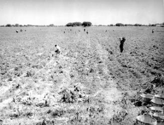 Workers in a Large Pea Field