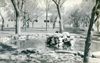 Fish Pond at University of New Mexico