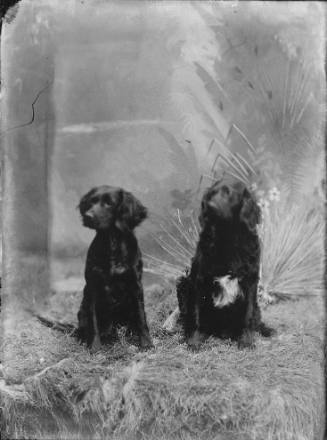 Two Dogs at the Cobb Studio