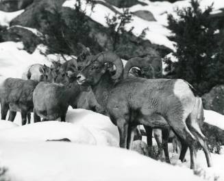 Bighorn Sheep in Cibola National Forest