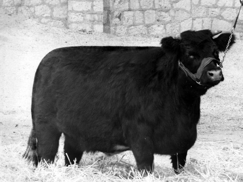 Champion Shorthorn Cow, owned by J. R. Cummings