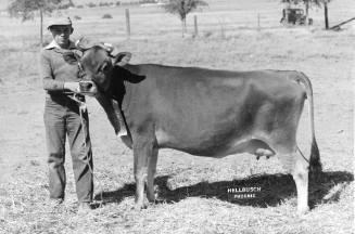 Champion Jersey Female, owned by Gerald Billings