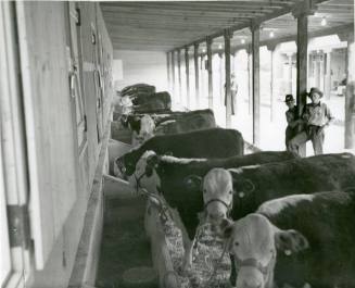 Cows eat at a trough in the cow barn at the State Fairgrounds