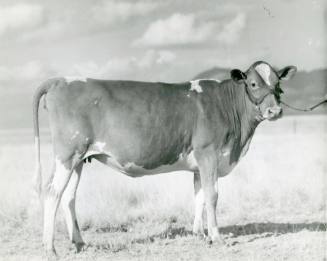 "Linnie Bell", Junior Champion, owned by Lonnie Cox