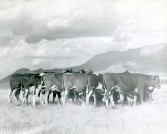 Champion Herd, owned by Lonnie Cox