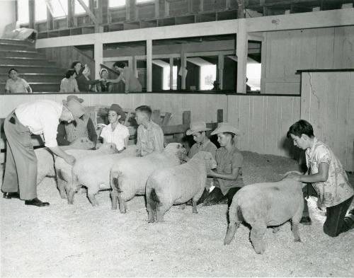 Judging of the Junior Sheep Competition at an indoor show ring
