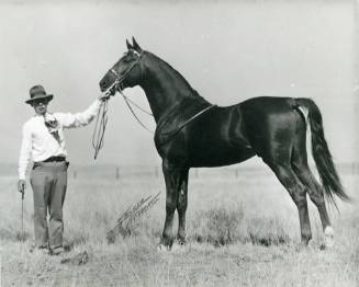 "King Fariston", First Prize in American Saddle Bred Stallion Class