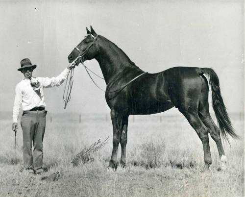 "King Fariston", First Prize in American Saddle Bred Stallion Class